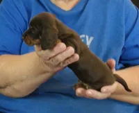 Chocolate Tan Female, a female Dachshund for sale in Branson West, MO – 1 of 4