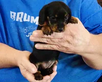 Black/Tan Female #1, a female Dachshund for sale in Branson West, MO – 3 of 6