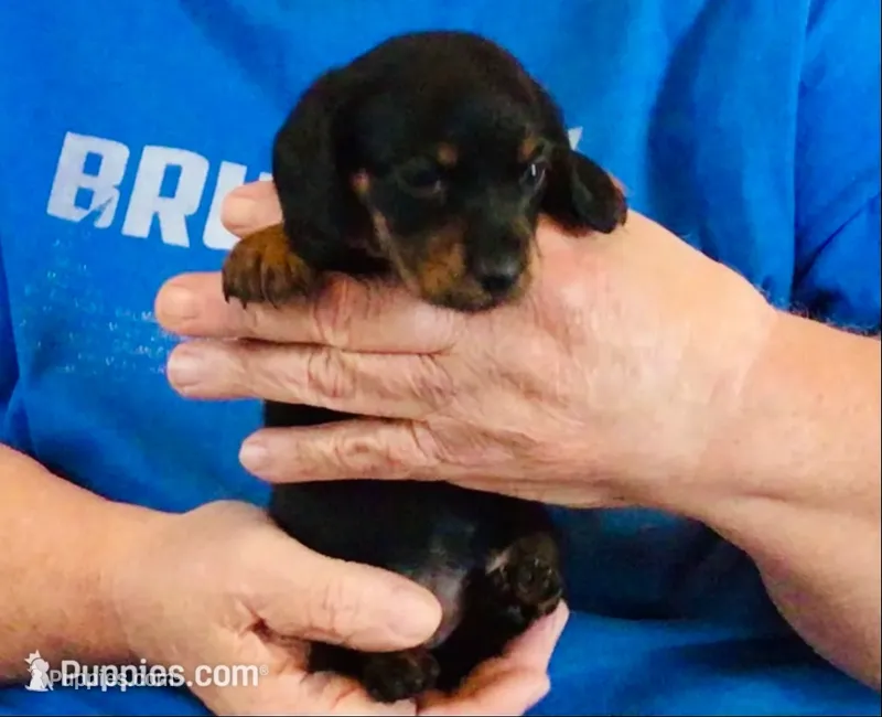 Black/Tan Female #1 – Dachshund puppy for sale in Branson West, MO