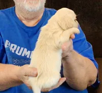 Cream Long Hair Male #1, a male Miniature Dachshund for sale in Branson West, MO – 2 of 6