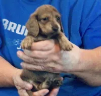 Blue Brindle Long Hair Male #2, a male Miniature Dachshund for sale in Branson West, MO – 4 of 7
