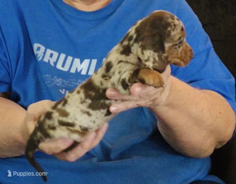 Chocolate Dapple Male #1 – Miniature Dachshund puppy for sale in Branson West, MO