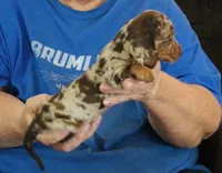 Chocolate Dapple Male #1, a male Miniature Dachshund for sale in Branson West, MO – 1 of 5