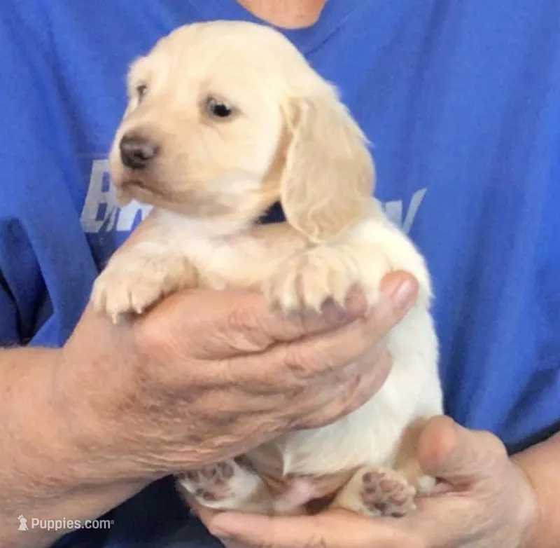 Cream L/H-Male #1 – Miniature Dachshund puppy for sale in Branson West, MO