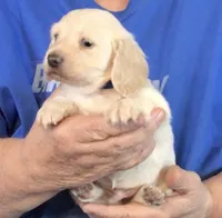 Cream L/H-Male #1, a male Miniature Dachshund for sale in Branson West, MO – Photo 1 of 5