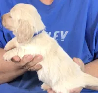 Cream L/H-Male #1, a male Miniature Dachshund for sale in Branson West, MO – Photo 5 of 5