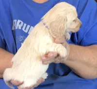 Cream L/H-Male #1, a male Miniature Dachshund for sale in Branson West, MO – Photo 2 of 5