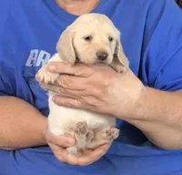 Cream L/H-Male #1, a male Miniature Dachshund for sale in Branson West, MO – Photo 4 of 5