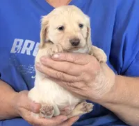 Cream L/H-Male #1, a male Miniature Dachshund for sale in Branson West, MO – Photo 3 of 5
