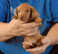 Red Dapple Male #1, a male Dachshund for sale in Branson West, MO – 9 of 9