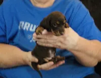 Chocolate/Tan Male #1, a male Miniature Dachshund for sale in Branson West, MO – 3 of 5