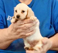 Cream Long Hair Male #1, a male Miniature Dachshund for sale in Branson West, MO – 5 of 6
