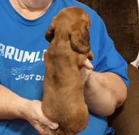 Red Dapple Male #1, a male Dachshund for sale in Branson West, MO – 6 of 10