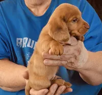 Red Dapple Male #3, a male Dachshund for sale in Branson West, MO – 4 of 6