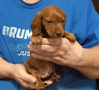 Red Dapple Male #1, a male Dachshund for sale in Branson West, MO – 4 of 10