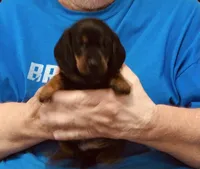 Black/Tan Male, a male Dachshund for sale in Branson West, MO – 4 of 6