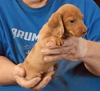 Red Dapple Male #1, a male Dachshund for sale in Branson West, MO – 8 of 9