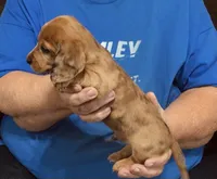 Red Dapple Male #2, a male Dachshund for sale in Branson West, MO – 7 of 10