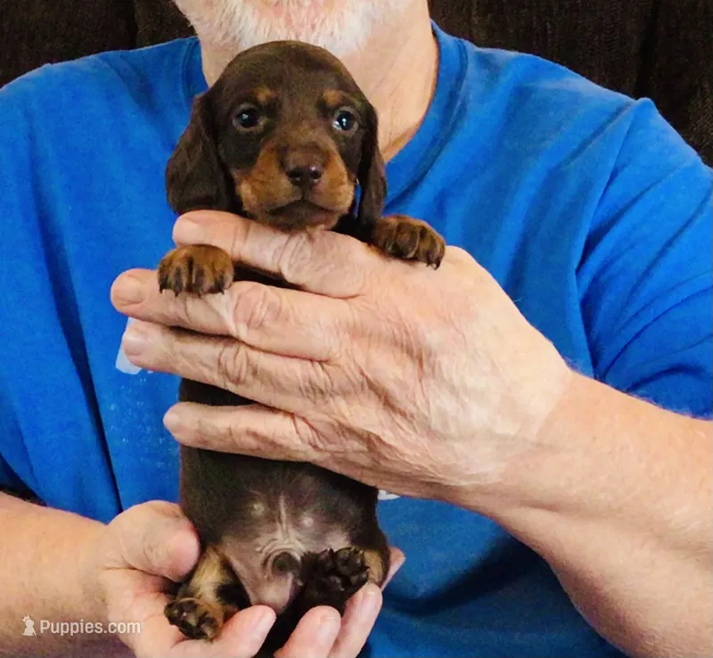 Chocolate/Tan Male – Dachshund puppy for sale in Branson West, MO