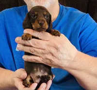 Chocolate/Tan Male, a male Dachshund for sale in Branson West, MO – 1 of 6