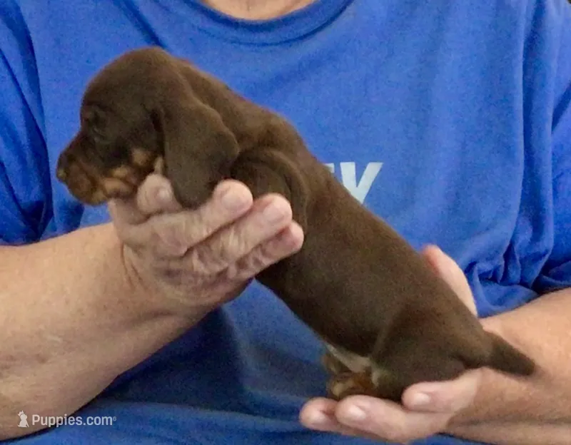 Chocolate/Tan Female – Miniature Dachshund puppy for sale in Branson West, MO
