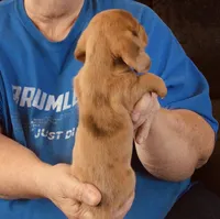 Red Dapple Male #3, a male Miniature Dachshund for sale in Branson West, MO – 2 of 6