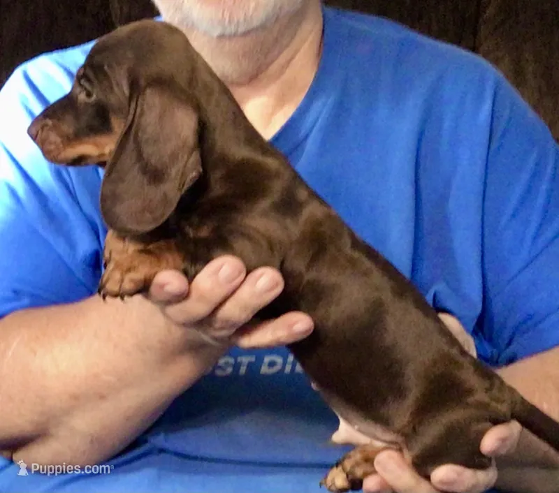 Chocolate/Tan Male #1 – Miniature Dachshund puppy for sale in Branson West, MO