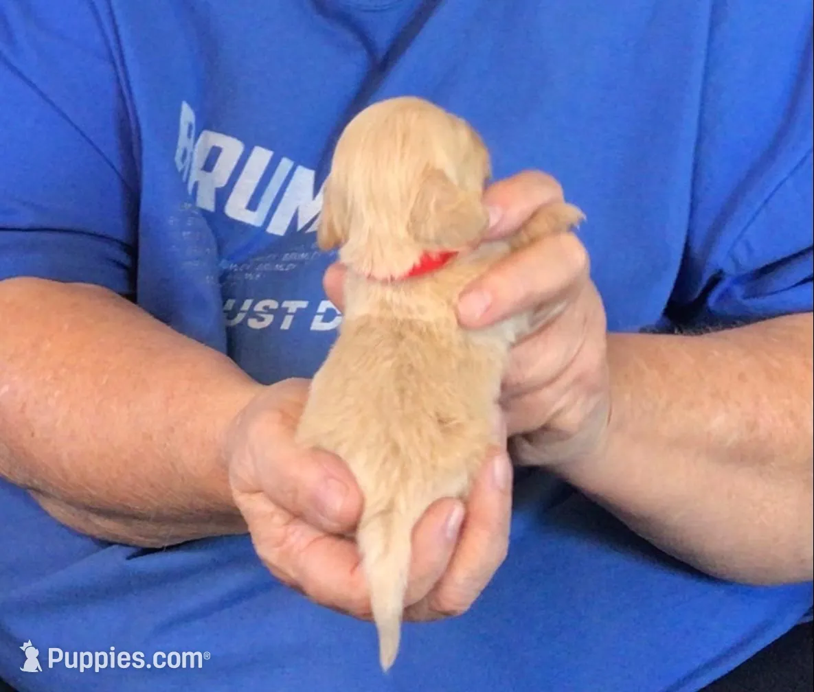 Cream L/H-Male #4, a male Dachshund for sale in Branson West, MO – Photo 3 of 3