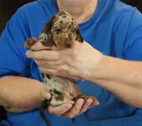 Chocolate Dapple Male #1, a male Dachshund for sale in Branson West, MO – 4 of 5
