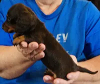 Black/Tan Female #2, a female Dachshund for sale in Branson West, MO – 6 of 6