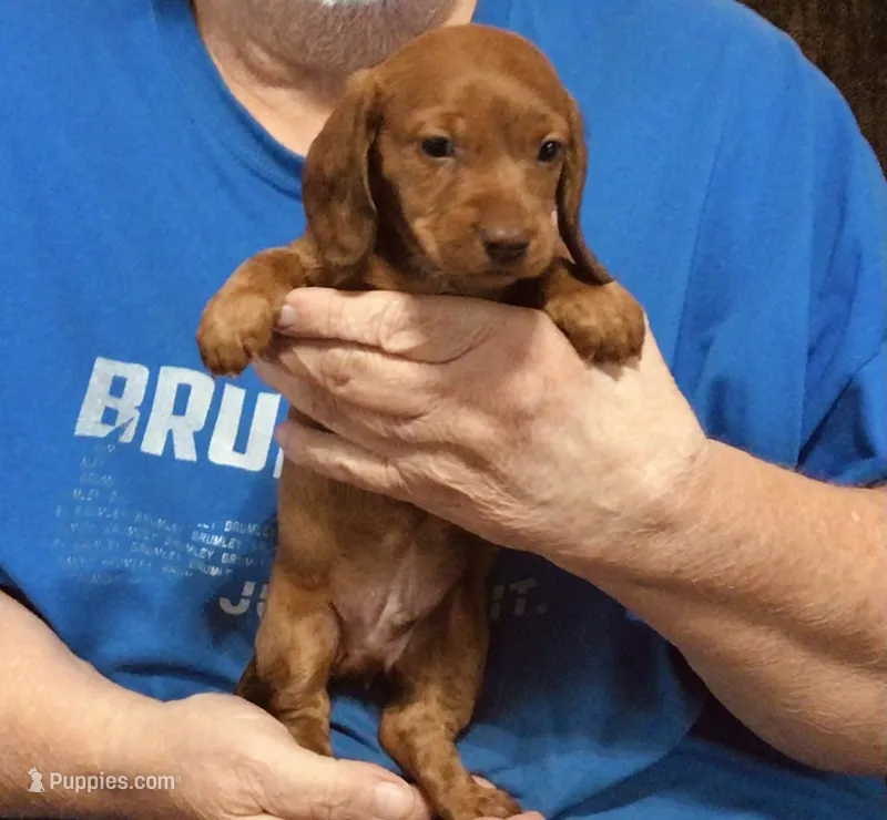 Red Dapple Male #1 – Dachshund, Miniature Dachshund puppy for sale in Branson West, MO