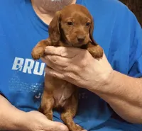Red Dapple Male #1, a male Dachshund and Miniature Dachshund for sale in Branson West, MO – 1 of 10