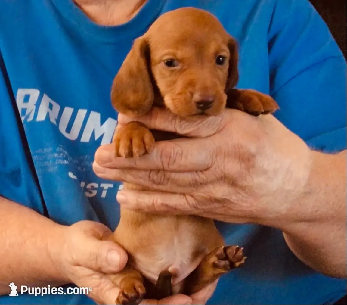 Red Male., a male Miniature Dachshund for sale in Branson West, MO – 1 of 5