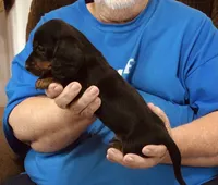 Black/Tan Male, a male Dachshund and Miniature Dachshund for sale in Branson West, MO – 2 of 4