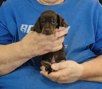 Chocolate/Tan Male #2, a male Miniature Dachshund for sale in Branson West, MO – 4 of 5
