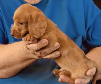 Red Dapple Male #1, a male Dachshund for sale in Branson West, MO – 2 of 9