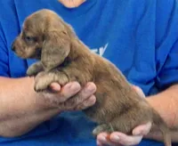 Blue Brindle Long Hair Male #2, a male Miniature Dachshund for sale in Branson West, MO – 5 of 7