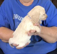 Cream L/H-Male #1, a male Miniature Dachshund for sale in Branson West, MO – Photo 2 of 3