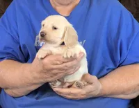 Cream L/H-Male #1, a male Miniature Dachshund for sale in Branson West, MO – Photo 1 of 3