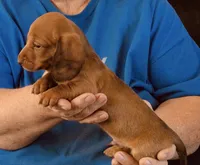 Red Male., a male Miniature Dachshund for sale in Branson West, MO – 2 of 5