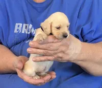 Cream L/H-Male #3, a male Miniature Dachshund for sale in Branson West, MO – Photo 2 of 3