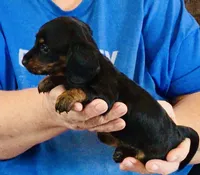 Black/Tan Female #2, a female Dachshund for sale in Branson West, MO – 2 of 6