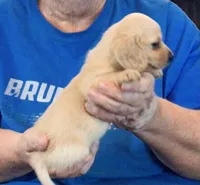Cream Long Hair Male #2, a male Miniature Dachshund for sale in Branson West, MO – 4 of 6