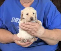 Cream L/H-Male #1, a male Dachshund for sale in Branson West, MO – Photo 4 of 5