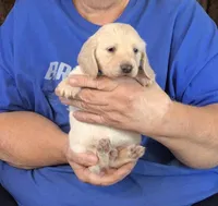 Cream L/H-Male #1, a male Dachshund for sale in Branson West, MO – Photo 3 of 5