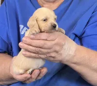 Cream L/H-Male #5, a male Dachshund for sale in Branson West, MO – Photo 2 of 3