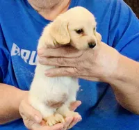 Cream Long Hair Male #1, a male Miniature Dachshund for sale in Branson West, MO – 3 of 6