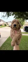 Goldendoodle , a male Goldendoodle for sale in La Porte, TX – 1 of 3