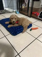 Goldendoodle , a male Goldendoodle for sale in La Porte, TX – 3 of 3