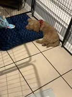 Goldendoodle , a male Goldendoodle for sale in La Porte, TX – 2 of 3